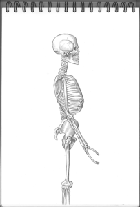 Skelett1